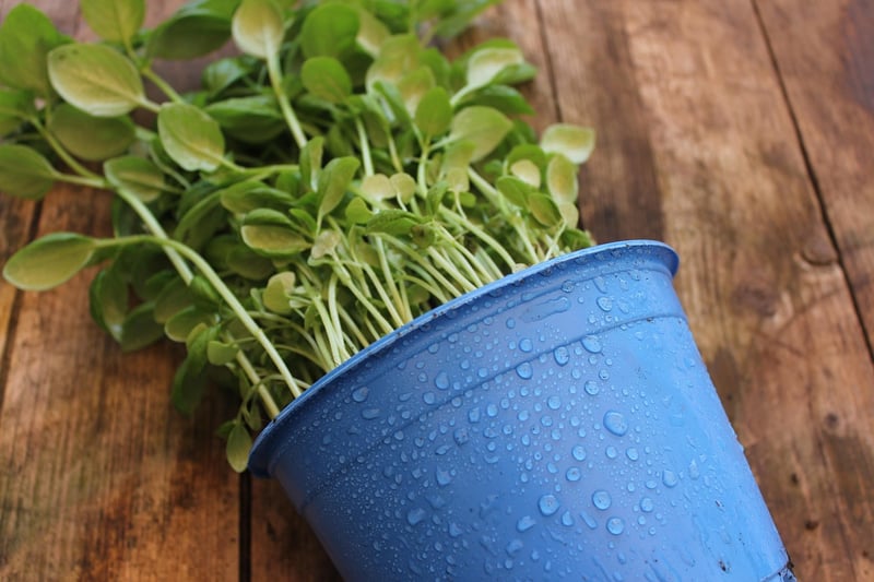 Container Gardening Ideas
