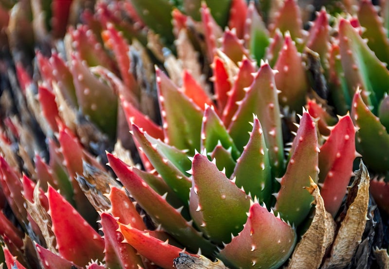 Succulent Terrariums